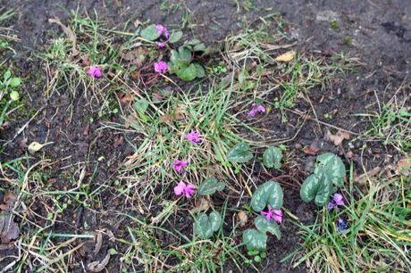 1 cyclamen coum 10 janv 002.jpg