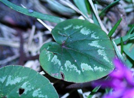 6 cyclamen coum 22 dec 2008 006.jpg
