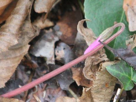 cyclamen pseudoibericum veneux 24 mars 2013 029.jpg
