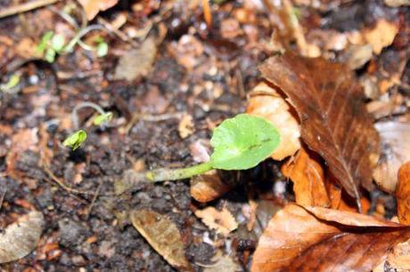 5 cyclamen pseudibericum veneux 5 janv 2014 008 (3).jpg
