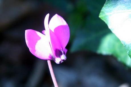 d cyclamen pseudibericum  veneux 9 avril 001 (2).jpg