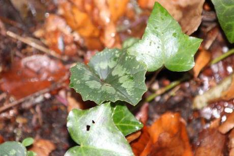 2 cyclamen pseudibericum veneux 4 janv 2014 008 (3).jpg
