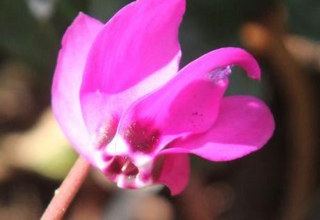 cyclamen pseudib veneux 7 avril 2013 024 (6).jpg