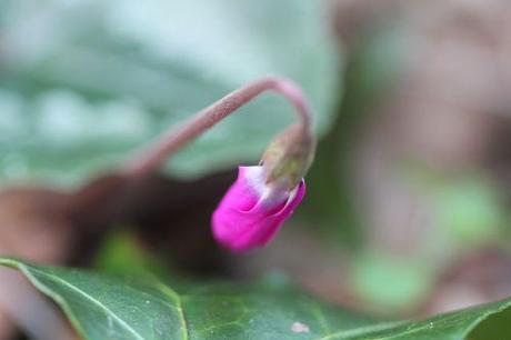 cyclamen ps veneux 21 mars 2012 021.jpg