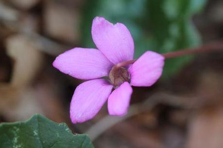 cyclamen ps veneux 21 mars 2012 015.jpg