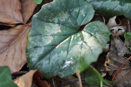 4 cyclamen ps veneux 21 mars 2012 022.jpg