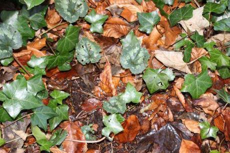 1 cyclamen pseudibericum veneux 4 janv 2014 008 (4).jpg