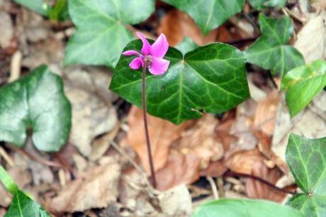 cyclamen ps 7 avril 025.jpg