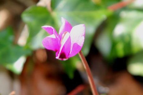 cyclamen pseudib veneux 7 avril 2013 014 (1).jpg