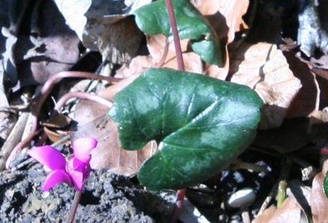 cyclamen ps feuille veneux 9 avril 006.jpg