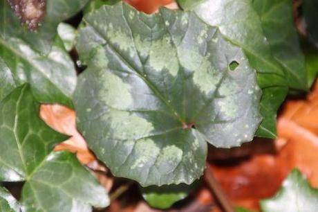 3 cyclamen pseudibericum veneux 4 janv 2014 008 (1).jpg