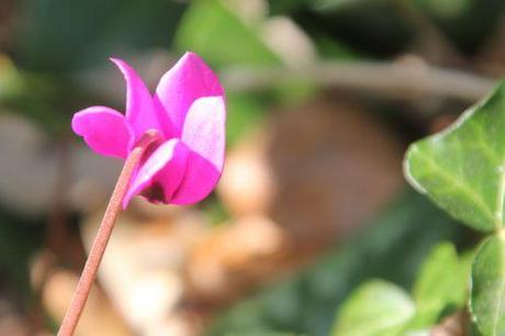 cyclamen pseudib veneux 7 avril 2013 024 (1).jpg