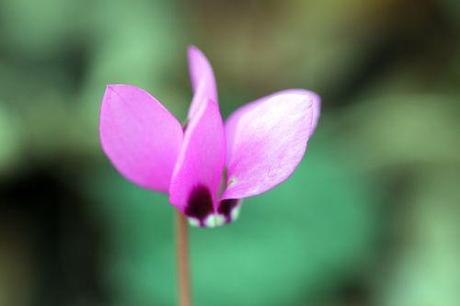 cyclamen ps veneux 21 mars 2012 020.jpg