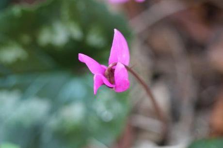 cyclamen ps veneux 21 mars 2012 016.jpg