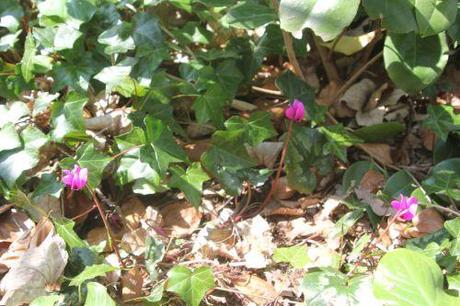 10. cyclamen pseudib veneux 7 avril 2013 014.jpg
