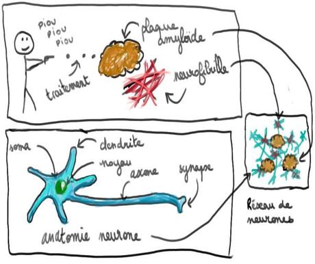 3-neurone,fibrille et plaque