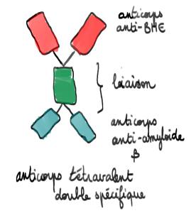 10-anticorps