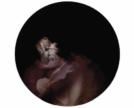 jean yves morin 2 Jean Yves Morin, Vanitas