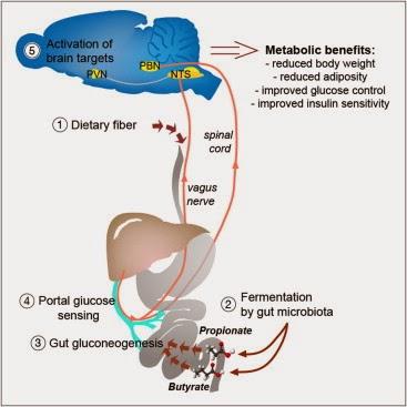 Bénéfices métaboliques produits par des circuits neuronaux par l’intermédiaire de métabolites générés par des microbiotes