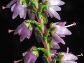 fausse bruyère Calluna vulgaris (Callune)