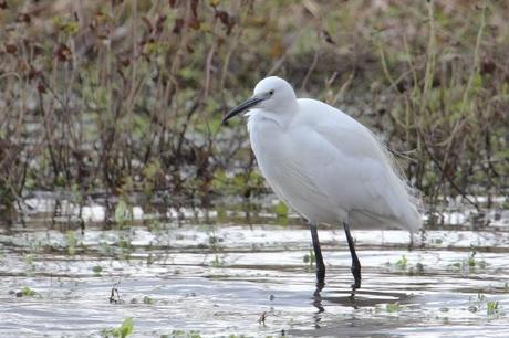 aigrette au lac de la prade 
