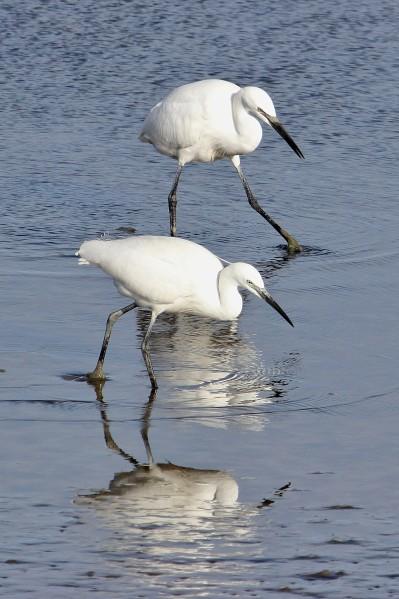 duo d' aigrettes au teich