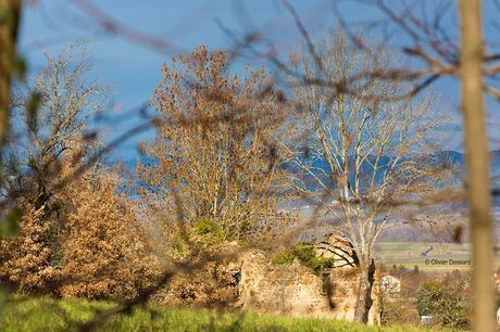 Les cabanes de vignes