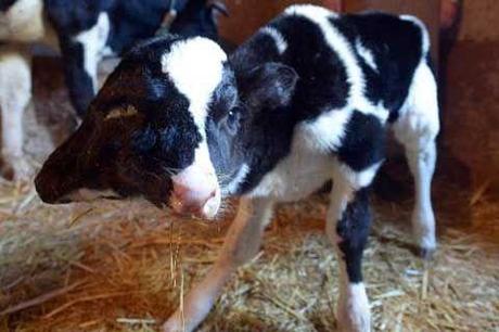 La droite messine cherche à marier la carpe et le lapin : voici leur enfant. 