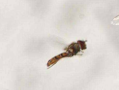 jasminum nudiflorum sy 11 janv 2014 046.jpg