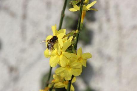 jasminum nudiflorum 11 janv 2014 045.jpg