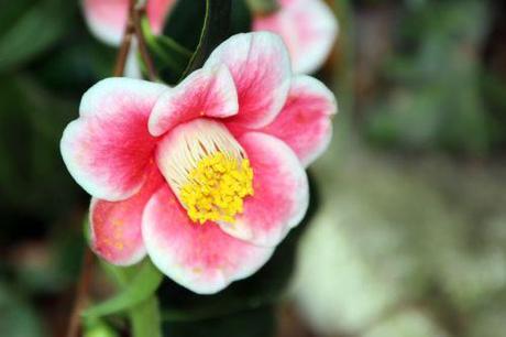 4 tama no ura 11 janv 2014 062 (6).jpg