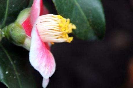 5 tama no ura 12 janv 2014 011.jpg