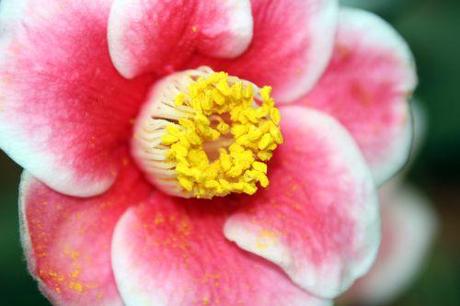 6 tama no ura 11 janv 2014 062 (7).jpg