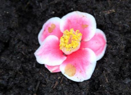 2 tama no ura 12 janv 2014 007.jpg