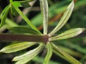 Deux gaillets milieux humides Galium uliginosum palustre