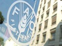 FAO - Les prix mondiaux des produits laitiers culminent à des niveaux records