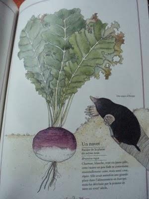 Résumé du visuel des légumes