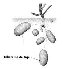 Légumes tubercules