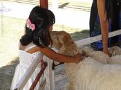 Issan, contrée moutons heureux