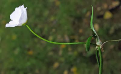 Baldellia ranunculoides (Alisma fausse-renoncule, Flûteau fausse-renoncule)