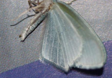 papillon rec veneux 13 janv 2014 002.jpg