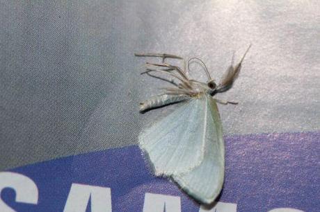 1 papillon veneux 13 janv 2014 006.jpg