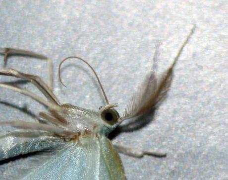 papillon rec veneux 13 janv 2014 006.jpg