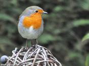 Week-end national comptage oiseaux dans jardins