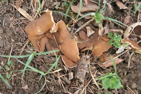 disciotis romi 18 mars 2011 011.jpg