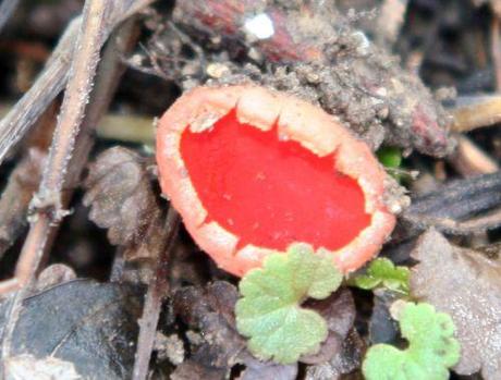 pezize près romilly 25  janv 009.jpg