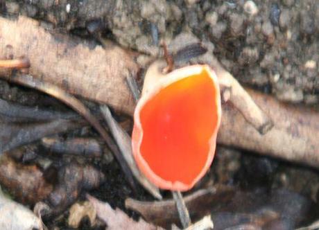 pezize orangée  romi 8 jan 018.jpg