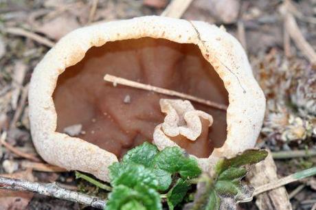 disciotis romi 18 mars 2011 132.jpg