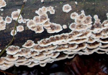 1 champignons reca romi 7 janv 2014 020.jpg