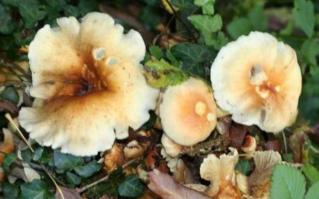 4 champignons rec barres 11 oct 018.jpg